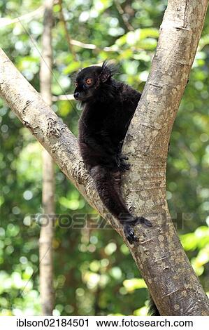 Black Lemur (Eulemur macaco), male adult in a tree, Nosy Komba, Madagascar, Africa View Large Photo Image Stock Image - Black Lemur (Eulemur macaco), male adult in a tree, Nosy Komba, Madagascar, Africa. Fotosearch