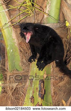 Stock Image - Black Lemur (Eulemur macaco), male adult, yawning, Nosy Komba, Madagascar, Africa. Fotosearch