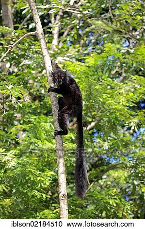 Black Lemur (Eulemur macaco), male adult in a tree, Nosy Komba, Madagascar, Africa View Large Photo Image Stock Image - Black Lemur (Eulemur macaco), male adult in a tree, Nosy Komba, Madagascar, Africa. Fotosearch