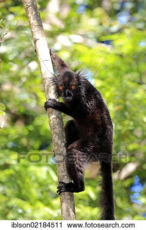 Stock Image - Black Lemur (Eulemur macaco), male adult in a tree, Nosy Komba, Madagascar, Africa. Fotosearch