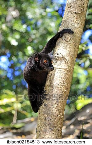 Stock Image - Black Lemur (Eulemur macaco), male adult in a tree, Nosy Komba, Madagascar, Africa. Fotosearch