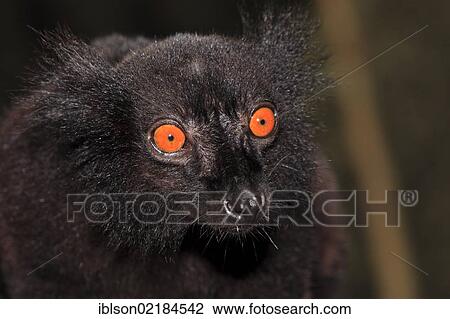 Black Lemur (Eulemur macaco), male adult, portrait, Nosy Komba, Madagascar, Africa View Large Photo Image Stock Image - Black Lemur (Eulemur macaco), male adult, portrait, Nosy Komba, Madagascar, Africa. Fotosearch