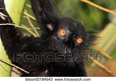 Black Lemur (Eulemur macaco), male adult, portrait, Nosy Komba, Madagascar, Africa View Large Photo Image Stock Image - Black Lemur (Eulemur macaco), male adult, portrait, Nosy Komba, Madagascar, Africa. Fotosearch