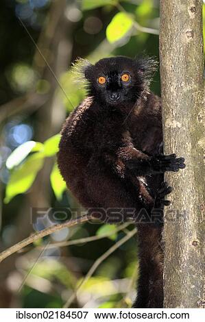 Black Lemur (Eulemur macaco), male adult in a tree, Nosy Komba, Madagascar, Africa View Large Photo Image Stock Photo - Black Lemur (Eulemur macaco), male adult in a tree, Nosy Komba, Madagascar, Africa. Fotosearch