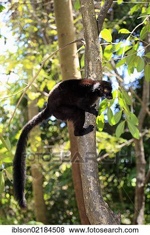 Black Lemur (Eulemur macaco), male adult in a tree, Nosy Komba, Madagascar, Africa View Large Photo Image Stock Photo - Black Lemur (Eulemur macaco), male adult in a tree, Nosy Komba, Madagascar, Africa. Fotosearch
