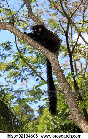 Stock Photograph - Black Lemur (Eulemur macaco), male adult in a tree, Nosy Komba, Madagascar, Africa. Fotosearch