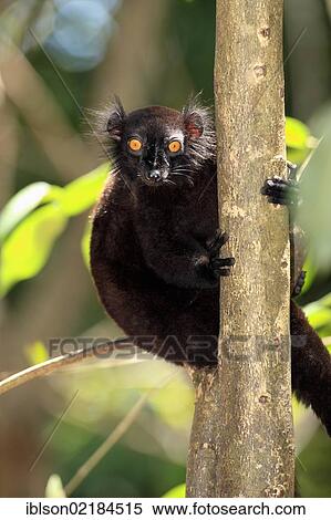 Black Lemur (Eulemur macaco), male adult in a tree, Nosy Komba, Madagascar, Africa View Large Photo Image Stock Photography - Black Lemur (Eulemur macaco), male adult in a tree, Nosy Komba, Madagascar, Africa. Fotosearch
