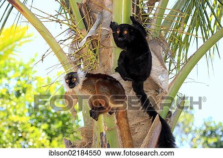 Black Lemur (Eulemur macaco), pair, Nosy Komba, Madagascar, Africa View Large Photo Image Stock Image - Black Lemur (Eulemur macaco), pair, Nosy Komba, Madagascar, Africa. Fotosearch