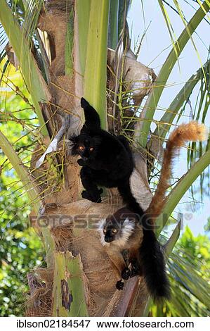 Black Lemur (Eulemur macaco), pair, Nosy Komba, Madagascar, Africa View Large Photo Image Stock Photo - Black Lemur (Eulemur macaco), pair, Nosy Komba, Madagascar, Africa. Fotosearch