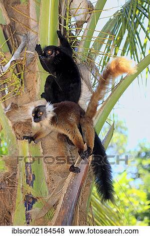 Black Lemur (Eulemur macaco), pair, Nosy Komba, Madagascar, Africa View Large Photo Image Stock Photo - Black Lemur (Eulemur macaco), pair, Nosy Komba, Madagascar, Africa. Fotosearch