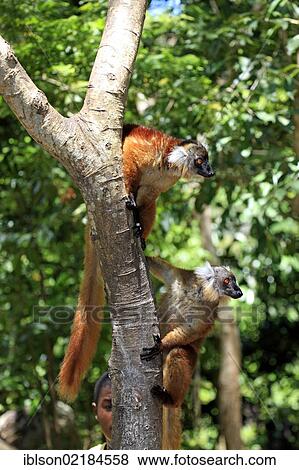 Black Lemur (Eulemur macaco), pair, Nosy Komba, Madagascar, Africa View Large Photo Image Stock Photo - Black Lemur (Eulemur macaco), pair, Nosy Komba, Madagascar, Africa. Fotosearch
