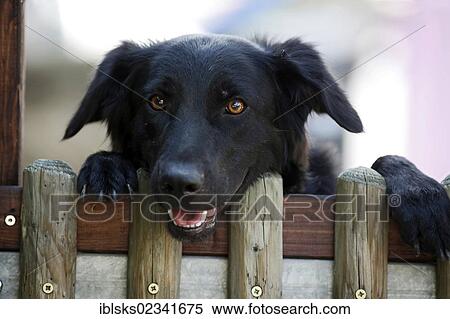 Black mixed-breed dog looking over the garden fence, portrait View Large Photo Image Stock Photography - Black mixed-breed dog looking over the garden fence, portrait. Fotosearch