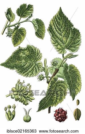 Black Mulberry (Morus nigra), medicinal and useful plant, chromolithograph, circa 1790 View Large Photo Image Stock Image - Black Mulberry (Morus nigra), medicinal and useful plant, chromolithograph, circa 1790. Fotosearch