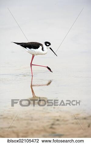 Black-necked stilt (Himantopus mexicanus), Galapagos Islands, Ecuador, South America View Large Photo Image Stock Image - Black-necked stilt (Himantopus mexicanus), Galapagos Islands, Ecuador, South America. Fotosearch