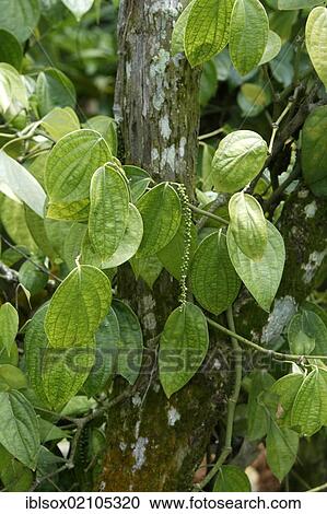 Black Pepper (Piper nigrum), Singapore, Southeast Asia, Asia View Large Photo Image Stock Image - Black Pepper (Piper nigrum), Singapore, Southeast Asia, Asia. Fotosearch