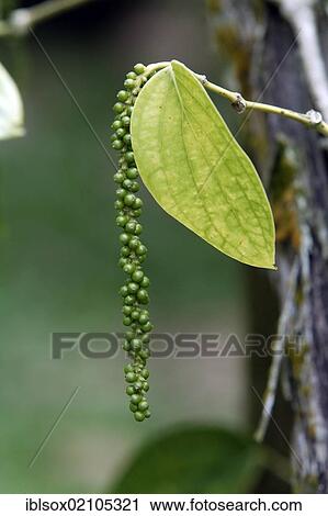 Stock Image - Black Pepper (Piper nigrum), Singapore, Southeast Asia, Asia. Fotosearch