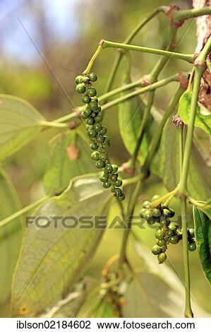 Black Pepper Plant (Piper nigrum), fruit, Nosy Be, Madagascar, Africa View Large Photo Image Stock Image - Black Pepper Plant (Piper nigrum), fruit, Nosy Be, Madagascar, Africa. Fotosearch