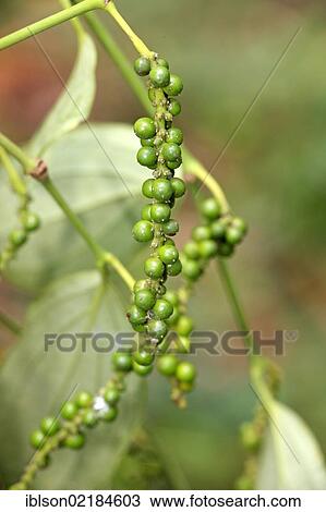 Black Pepper Plant (Piper nigrum), fruit, Nosy Be, Madagascar, Africa View Large Photo Image Stock Image - Black Pepper Plant (Piper nigrum), fruit, Nosy Be, Madagascar, Africa. Fotosearch