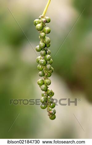 Black Pepper Plant (Piper nigrum), fruit, Nosy Be, Madagascar, Africa View Large Photo Image Stock Image - Black Pepper Plant (Piper nigrum), fruit, Nosy Be, Madagascar, Africa. Fotosearch