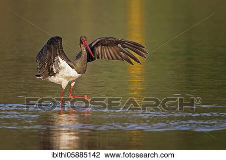 Black stork ( Ciconia nigra) hunting in the Elbe, Middle Elbe Biosphere Reserve, Saxony-Anhalt, Germany, Europe View Large Photo Image Stock Image - Black stork ( Ciconia nigra) hunting in the Elbe, Middle Elbe Biosphere Reserve, Saxony-Anhalt, Germany, Europe. Fotosearch
