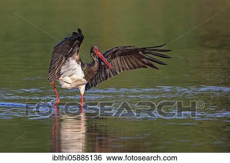 Black stork ( Ciconia nigra) hunting in the Elbe, Middle Elbe Biosphere Reserve, Saxony-Anhalt, Germany, Europe View Large Photo Image Stock Photograph - Black stork ( Ciconia nigra) hunting in the Elbe, Middle Elbe Biosphere Reserve, Saxony-Anhalt, Germany, Europe. Fotosearch