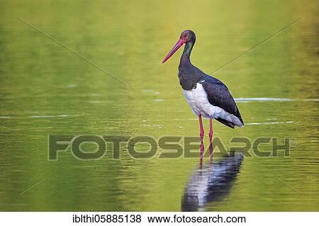 Black stork ( Ciconia nigra) Middle Elbe Biosphere Reserve, Saxony-Anhalt, Germany, Europe View Large Photo Image Stock Photo - Black stork ( Ciconia nigra) Middle Elbe Biosphere Reserve, Saxony-Anhalt, Germany, Europe. Fotosearch
