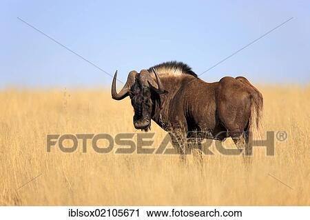 Stock Image - Black Wildebeest or White-tailed Gnu (Connochaetes gnou), adult, Mountain Zebra National Park, South Africa, Africa. Fotosearch