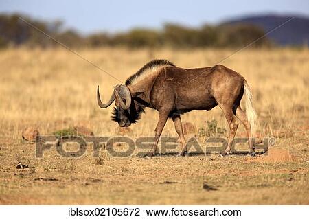 Stock Image - Black Wildebeest or White-tailed Gnu (Connochaetes gnou), adult, Mountain Zebra National Park, South Africa, Africa. Fotosearch