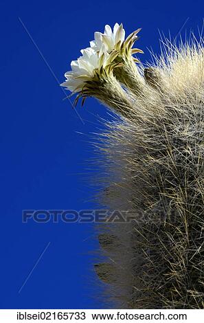 Blooming Columnar Cactus (Echinopsis atacamensis) against a blue sky, Uyuni, Bolivia, South America View Large Photo Image Stock Image - Blooming Columnar Cactus (Echinopsis atacamensis) against a blue sky, Uyuni, Bolivia, South America. Fotosearch