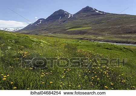 Blossoming meadow, landscape in the river valley of Fnjöska near Grenevik, North Iceland, Iceland, Europe View Large Photo Image Picture - Blossoming meadow, landscape in the river valley of Fnjöska near Grenevik, North Iceland, Iceland, Europe. Fotosearch