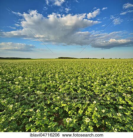 Blossoming potato field in summer, Burgenlandkreis, Saxony-Anhalt, Germany, Europe View Large Photo Image Stock Photograph - Blossoming potato field in summer, Burgenlandkreis, Saxony-Anhalt, Germany, Europe. Fotosearch