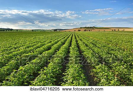 Stock Photography - Blossoming potato field in summer, Burgenlandkreis, Saxony-Anhalt, Germany, Europe. Fotosearch