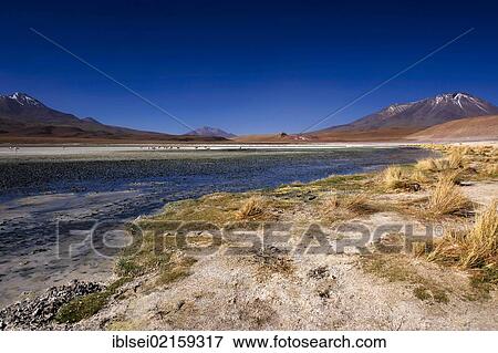 Blue lagoon with Flamingos (Phoenicopteriformes, Phoenicopteridae), Uyuni, Bolivia, South America View Large Photo Image Stock Photo - Blue lagoon with Flamingos (Phoenicopteriformes, Phoenicopteridae), Uyuni, Bolivia, South America. Fotosearch