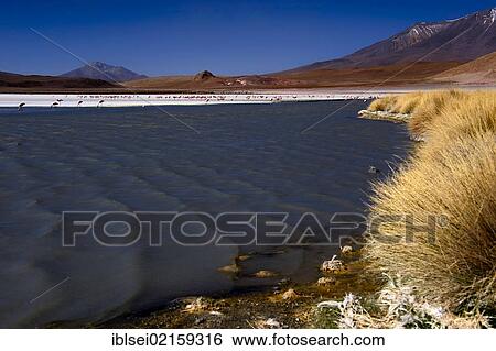 Blue lagoon with Flamingos (Phoenicopteriformes, Phoenicopteridae), Uyuni, Bolivia, South America View Large Photo Image Stock Photograph - Blue lagoon with Flamingos (Phoenicopteriformes, Phoenicopteridae), Uyuni, Bolivia, South America. Fotosearch