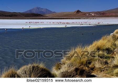 Stock Photography - Blue lagoon with Flamingos (Phoenicopteriformes, Phoenicopteridae), Uyuni, Bolivia, South America. Fotosearch