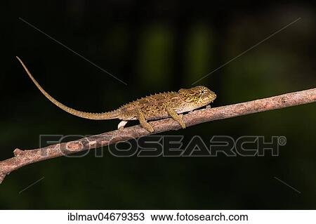 Stock Image - Blue-legged chameleon (Calumma crypticum) runs on branch, young, Mandraka Park, Madagascar, Africa. Fotosearch
