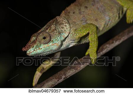 Stock Photo - Blue-legged chameleon (Calumma crypticum), male, walking on branch, Mandraka Park, Madagascar, Africa. Fotosearch