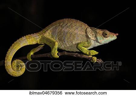 Stock Photograph - Blue-legged chameleon (Calumma crypticum) on branch, male, Mandraka Park, Madagascar, Africa. Fotosearch