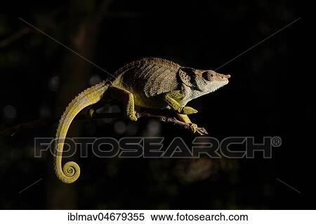 Blue-legged chameleon (Calumma crypticum) on branch, male, Mandraka Park, Madagascar, Africa View Large Photo Image Stock Photography - Blue-legged chameleon (Calumma crypticum) on branch, male, Mandraka Park, Madagascar, Africa. Fotosearch