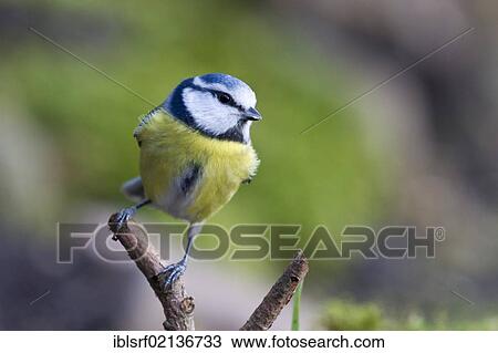 Blue tit (Cyanistes caeruleus), perched, Bad Sooden-Allendorf, Hesse, Germany, Europe View Large Photo Image Stock Image - Blue tit (Cyanistes caeruleus), perched, Bad Sooden-Allendorf, Hesse, Germany, Europe. Fotosearch
