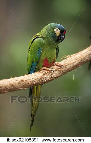 Blue-winged Macaw or Illiger's Macaw (Primolius maracana), adult, perched on tree, Florida, USA, North America View Large Photo Image Stock Image - Blue-winged Macaw or Illiger's Macaw (Primolius maracana), adult, perched on tree, Florida, USA, North America. Fotosearch