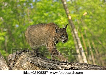 Stock Photo - Bobcat (Lynx rufus), adult on tree, walking, Minnesota, USA, North America. Fotosearch