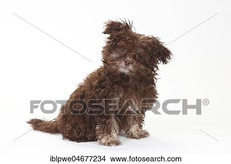 Bolonka Zwetna, puppy, 3 months, sitting View Large Photo Image Picture - Bolonka Zwetna, puppy, 3 months, sitting. Fotosearch