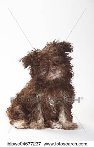 Bolonka Zwetna, puppy, 3 months, sitting View Large Photo Image Stock Photo - Bolonka Zwetna, puppy, 3 months, sitting. Fotosearch
