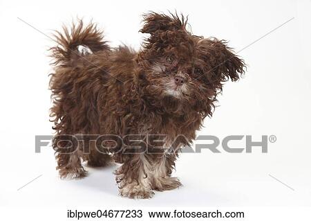 Bolonka Zwetna, puppy, 3 months, standing View Large Photo Image Stock Image - Bolonka Zwetna, puppy, 3 months, standing. Fotosearch