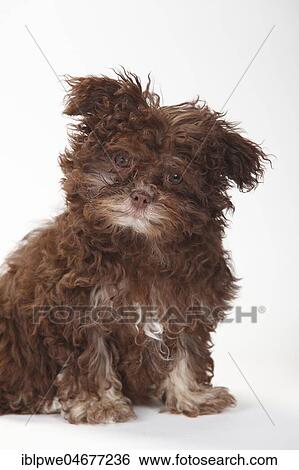 Bolonka Zwetna, puppy, 3 months, sitting, animal portrait View Large Photo Image Stock Photograph - Bolonka Zwetna, puppy, 3 months, sitting, animal portrait. Fotosearch