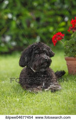Bolonka Zwetna, young male, 7 months, lying in the grass in front of a flowerpot with red geraniums View Large Photo Image Picture - Bolonka Zwetna, young male, 7 months, lying in the grass in front of a flowerpot with red geraniums. Fotosearch