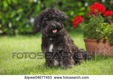 Bolonka Zwetna, young male, 7 months, lying in the grass in front of a flowerpot with red geraniums View Large Photo Image Stock Image - Bolonka Zwetna, young male, 7 months, lying in the grass in front of a flowerpot with red geraniums. Fotosearch