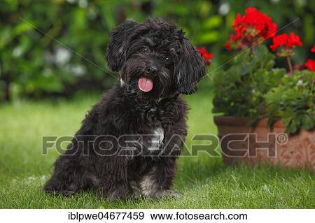 Stock Photo - Bolonka Zwetna, young male, 7 months, lying in the grass in front of a flowerpot with red geraniums. Fotosearch