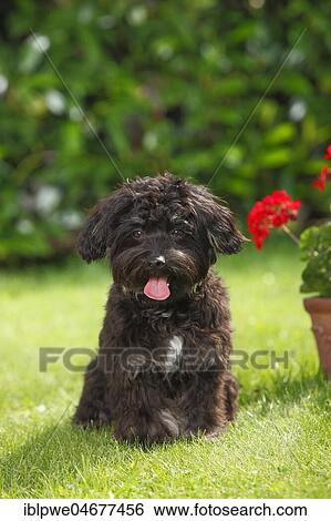 Bolonka Zwetna, young male, 7 months, sitting in the grass View Large Photo Image Stock Photograph - Bolonka Zwetna, young male, 7 months, sitting in the grass. Fotosearch